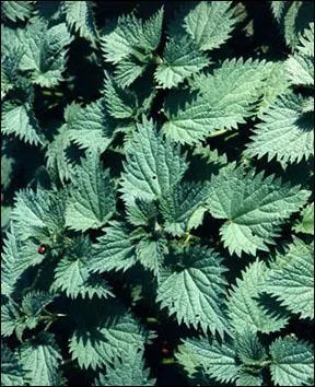 'Faut pas pousser mmre dans les orties' c'est :