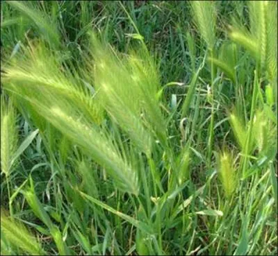 L'expression  Voil un chiendent !  renvoie  :