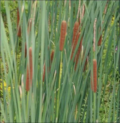 Le sens de l'expression  Tomber en quenouille  est :