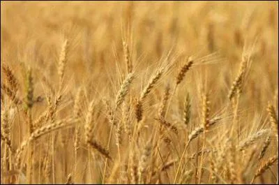 Manger son bl en herbe veut dire :