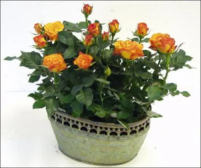  Dcouvrir le pot aux roses  c'est :