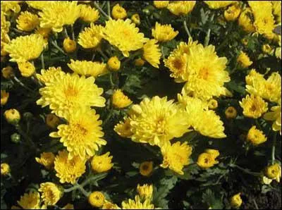 Le sens de l'expression 'Inaugurer les chrysanthmes' est :