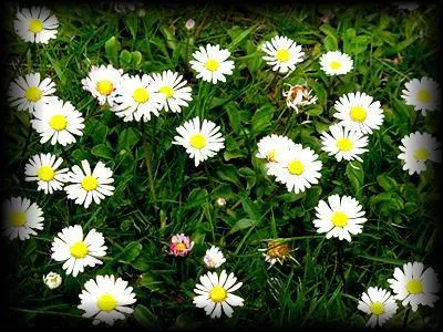 'Cueillir des pquerettes' veut dire :