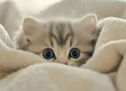 Quiz Vrai ou faux - Les chats