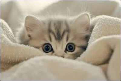 Les chats ne peuvent pas ressentir les émotions humaines.