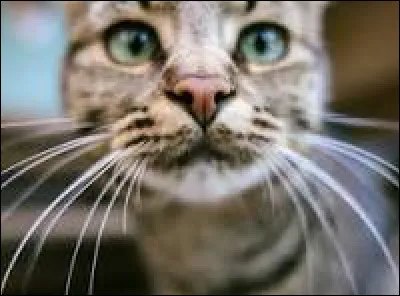 Les moustaches dun chat servent uniquement à détecter les odeurs.