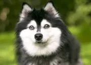 Quiz Vrai ou faux - les chiens