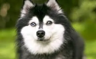 Quiz Chiens