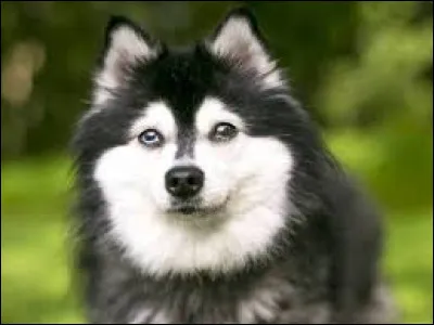 Le chien est un mammifère.