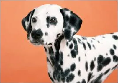 Le dalmatien naît avec ses taches noires.