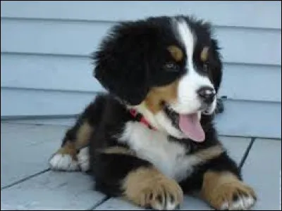 Le chien peut transpirer par la langue.