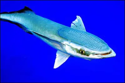 Ce poisson marin porte sur sa tête un disque formant ventouse, qui lui permet de se faire transporter par exemple par d'autres poissons : comment s'appelle-t-il ?