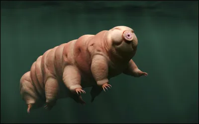 À quoi ne peut pas survivre un tardigrade ? En tout cas il survit à : l'espace, la radioactivité, à 30 ans dans la glace, à la vie sans eau... mais pas...