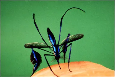 C'est l'un des grands transporteurs de maladie, mais aussi l'un des plus beaux ! Quel est ce moustique ?