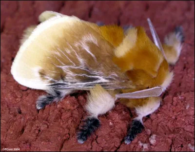 Un papillon dont la chenille peut tuer un homme ! Incroyable ou terrifiant ? 
Voici le Megalopyge Opercularis ! Quel est le nom donné à cette chenille !