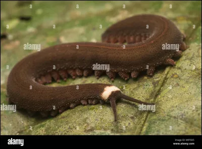 Quel est cet animal, un cousin très proche du tardigrade qui projette un jet de bave collante ?