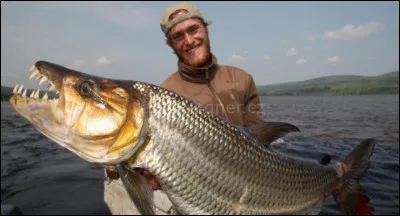 Quel est ce poisson capable de dévorer un alligator en quelques dizaines de secondes !