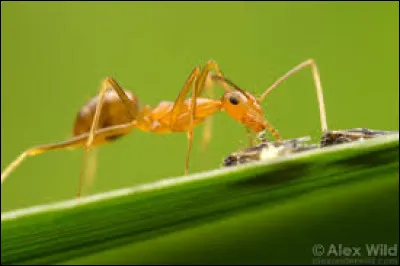 Waouh, encore une fourmi ! Certaines de ces fourmis sont capables de décimer certaines espèces entières de crabes, comme la...