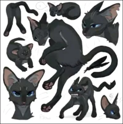 Plume de Jais a aimé Belle-de-Nuit.