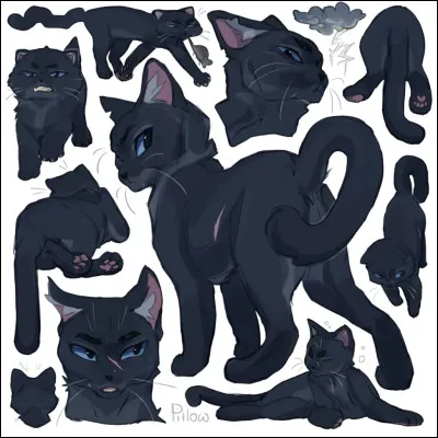 Ce chat est Pelage dOrage.