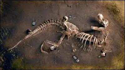 Les dinosaures ont disparu à cause dune grande inondation.