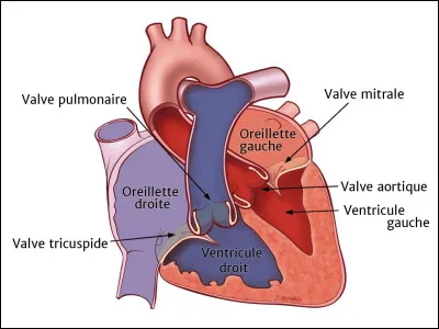 Quelle activité est la plus bénéfique pour la santé du cur ?