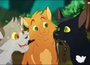 Quiz LGDC - Trois mots pour un chat