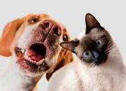 Quiz Chien ou chat ?