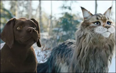 Qui utilise ses moustaches pour se repérer dans lespace ?