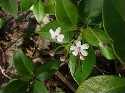 Qu'est-ce qu'une plante inerme ?