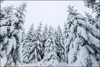 Quel est le nom d'une forêt composée de sapins ?