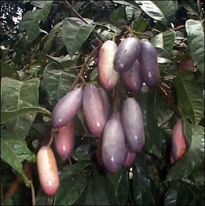 Quel est le nom de ce fruit d'Afrique tropicale oléagineux, préparé comme un légume ?