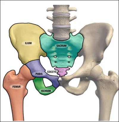 Quel est le nom de l'os formé par la réunion des 5 vertèbres sacrées à la colonne vertébrale ?