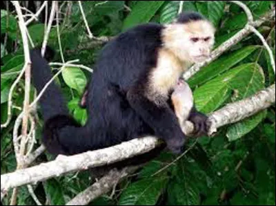 Quel est le nom de ce petit singe arboricole à la queue préhensile ?