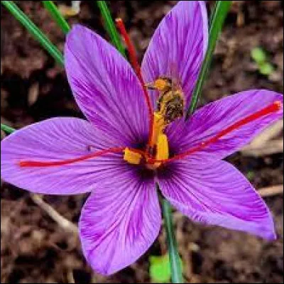 Quel est le nom de cette plante à fleur bleue et aux stigmates odorants jaunes ?