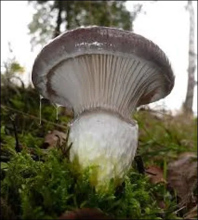 J'vais vous avoir ---
Si vous approchez d'mon crochet
Du haut d'mon rocher sournoisement
J'vais vous embrocher les brochets

Voilà ce que chante Lynda Lemay, comment appelle-t-elle ses petits poissons ?