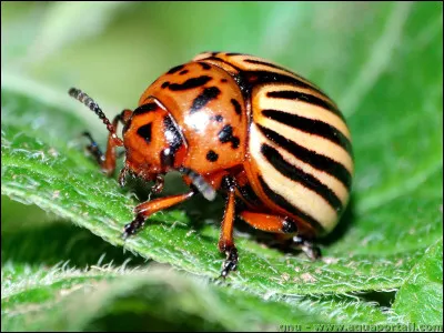 Et top : Quel adjectif d'origine grecque désigne un animal qui se nourrit de matières végétales ?