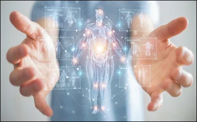 Quel organe est enveloppé par la plèvre ?