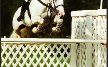 Quiz Chevaux