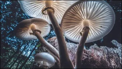 Quel terme ne désigne pas une espèce de champignons ?