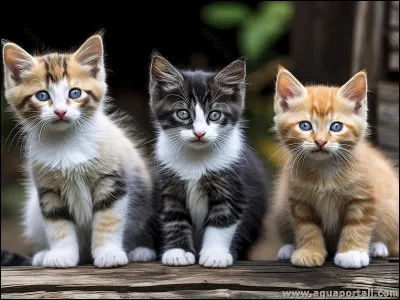Préfères-tu les chats petits ou grands ?