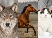 Test Quel est votre animal totem ? (16 rsultats possibles)
