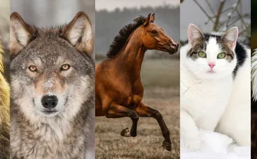 Quiz Animaux