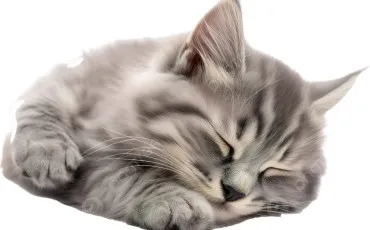 Quiz Littrature, posie