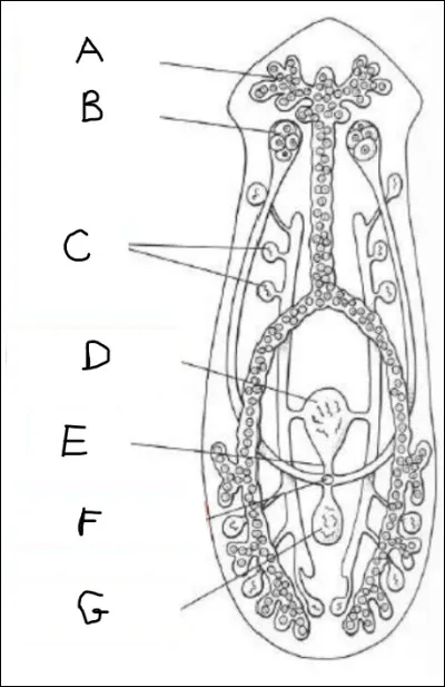 Complétez le schéma :