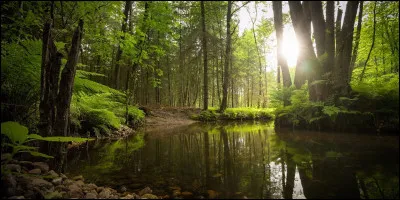 Quel est l'élément qui te correspond ?