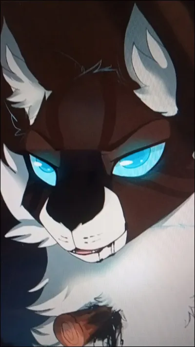 Qui est le fils d'Étoile du Tigre, entre ces 4 chats ? (2)