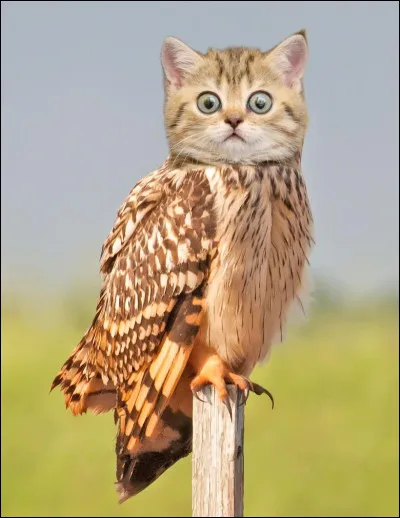 Est-ce que tu t'attends à un animal bizarre ?