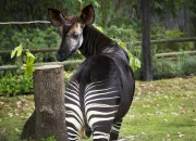 Quiz Relle ou montage ? - Animaux 3