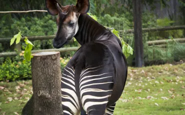 Quiz Animaux